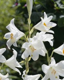 Lilium Candidum