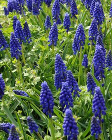 Muscari armeniacum