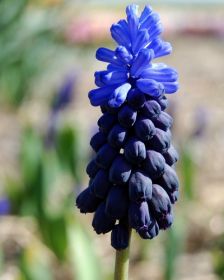 Muscari latifolium